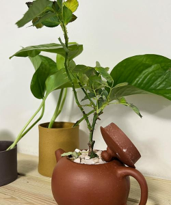 泡过的茶叶养花,废物利用,简单又环保 泡过的茶叶养花,废物利用,简单又环保