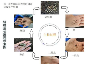 蝼蛄养殖一年大概收入,成本投入分析,利润空间探讨 蝼蛄养殖一年大概收入,成本投入分析,利润空间探讨