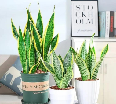 兰科花卉,养护要点,新手必看 兰科花卉,养护要点,新手必看