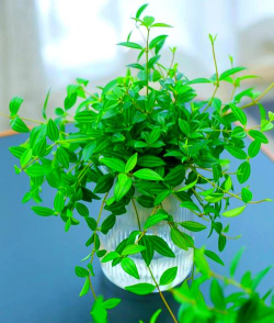 钻石翡翠的养殖方法和注意事项,轻松上手,避免常见误区 钻石翡翠的养殖方法和注意事项,轻松上手,避免常见误区