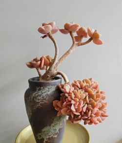 骨灰养花,方法要正确,效果才明显 骨灰养花,方法要正确,效果才明显