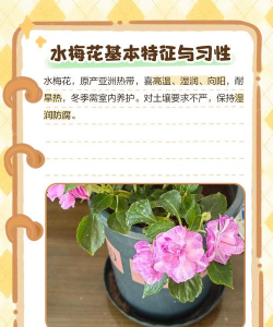 水梅花的养殖方法,掌握关键技巧,轻松养出好状态 水梅花的养殖方法,掌握关键技巧,轻松养出好状态