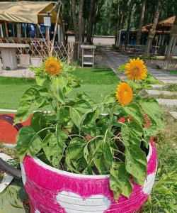 垃圾养花,废物利用,美化环境 垃圾养花,废物利用,美化环境