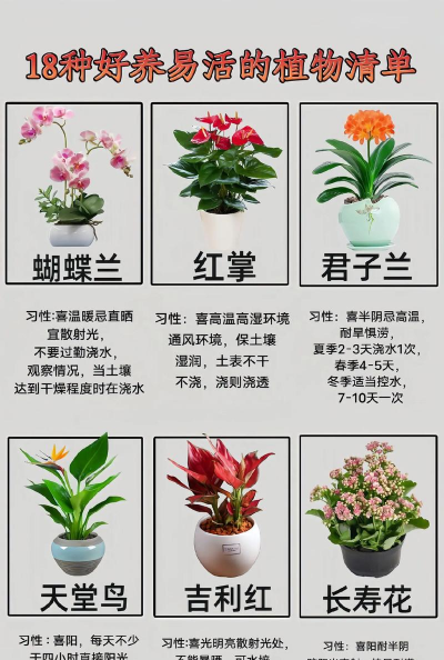 室内如何养花,选对品种,掌握技巧 室内如何养花,选对品种,掌握技巧