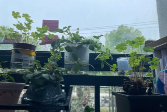 vc片养花,提升植物活力,改善土壤环境 vc片养花,提升植物活力,改善土壤环境