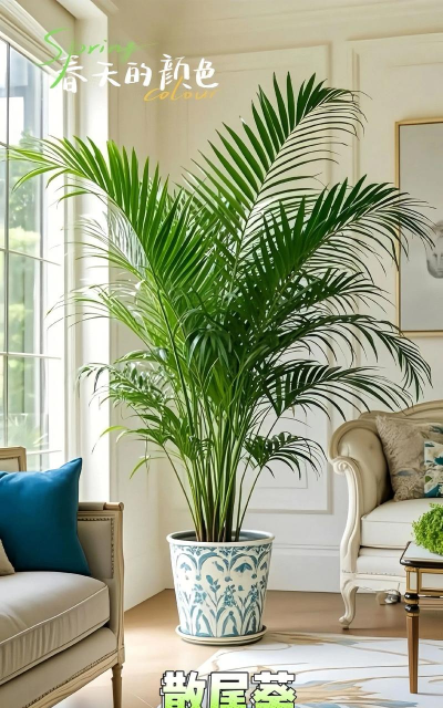 椰棕养花,透气保湿,新手也能轻松上手 椰棕养花,透气保湿,新手也能轻松上手