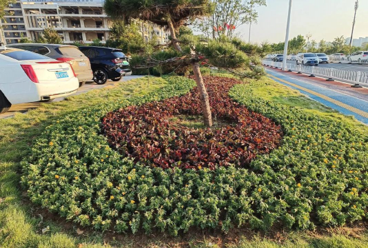 路旁土养花,改善土壤环境,提升植物生长 路旁土养花,改善土壤环境,提升植物生长