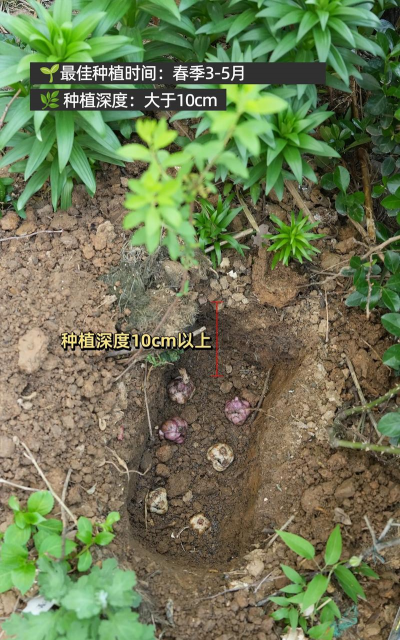 路旁土养花,土壤改良方法,植物生长技巧 路旁土养花,土壤改良方法,植物生长技巧