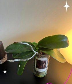 废旧瓶养花,省钱又环保,美化小空间 废旧瓶养花,省钱又环保,美化小空间