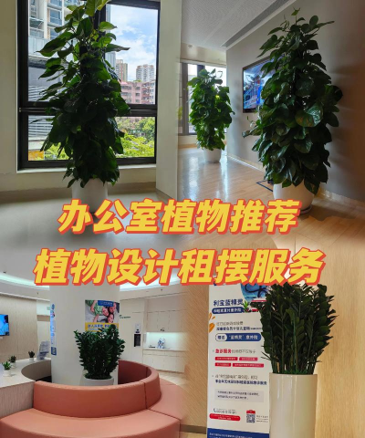 办公室花卉租赁,提升办公环境,选择服务要点 办公室花卉租赁,提升办公环境,选择服务要点