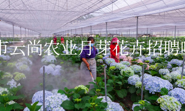 花卉公司简介,业务范围与核心优势 花卉公司简介,业务范围与核心优势