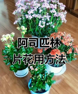 阿司匹林养花用量,掌握正确比例,避免花卉损伤 阿司匹林养花用量,掌握正确比例,避免花卉损伤