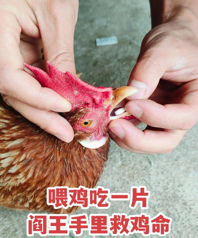 养殖土鸡,掌握关键技巧,提升养殖效益 养殖土鸡,掌握关键技巧,提升养殖效益