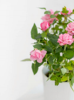 花卉摄影技巧,捕捉自然之美,提升作品质感 花卉摄影技巧,捕捉自然之美,提升作品质感