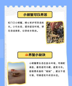 螃蟹养殖,掌握关键技巧,实现稳定增收 螃蟹养殖,掌握关键技巧,实现稳定增收