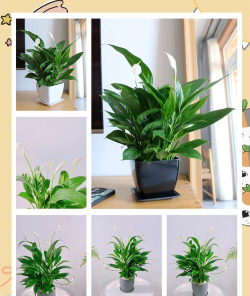 花卉一帆风顺,养护技巧分享,新手也能轻松上手 花卉一帆风顺,养护技巧分享,新手也能轻松上手