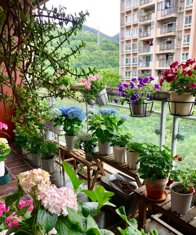 养花看花,享受生活乐趣,提升居家幸福感 养花看花,享受生活乐趣,提升居家幸福感