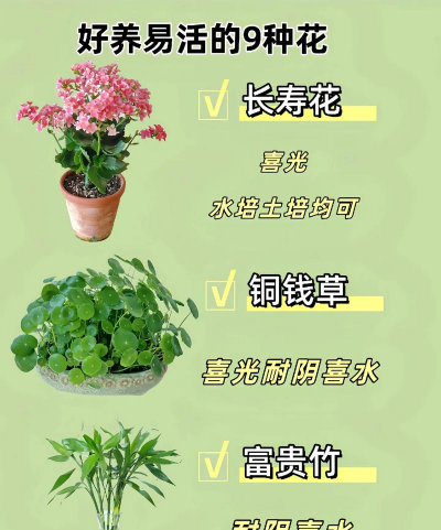 养花要领,轻松上手,新手也能养好花 养花要领,轻松上手,新手也能养好花