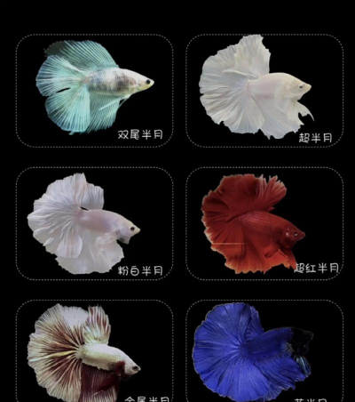 养殖品种,选对方向,避开常见误区 养殖品种,选对方向,避开常见误区