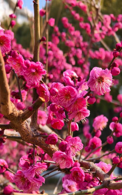 梅花养花,轻松上手,绽放满园芬芳 梅花养花,轻松上手,绽放满园芬芳