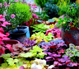 冬季室外花卉,耐寒品种推荐,庭院美化选择 冬季室外花卉,耐寒品种推荐,庭院美化选择