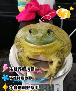 养殖牛蛙,掌握关键技巧,实现稳定收益 养殖牛蛙,掌握关键技巧,实现稳定收益