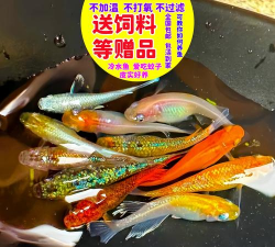 家庭养殖,新手入门,轻松上手 家庭养殖,新手入门,轻松上手