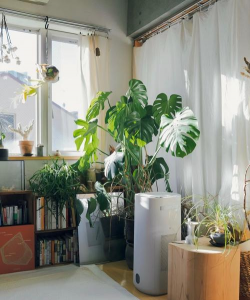 书房养花,提升环境氛围,带来自然生机 书房养花,提升环境氛围,带来自然生机