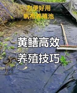 黄鳝养殖,掌握关键技巧,实现高效产出 黄鳝养殖,掌握关键技巧,实现高效产出