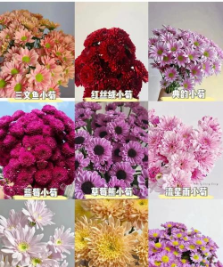 菊科花卉,种类繁多,种植简单,新手也能养好 菊科花卉,种类繁多,种植简单,新手也能养好