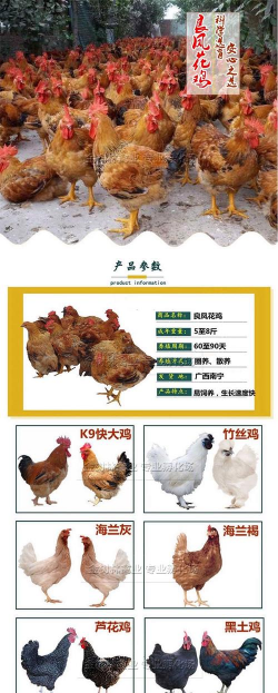 广西养殖,选对品种,掌握技术要点 广西养殖,选对品种,掌握技术要点