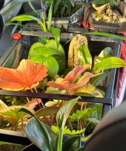 汽车内养花,提升车内氛围,注意养护细节 汽车内养花,提升车内氛围,注意养护细节