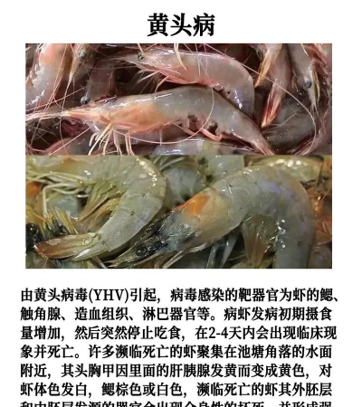 养殖对虾,技术要点,常见问题 养殖对虾,技术要点,常见问题