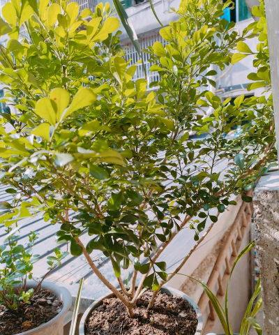 河砂养花,改善土壤透气,提升植物成活率 河砂养花,改善土壤透气,提升植物成活率