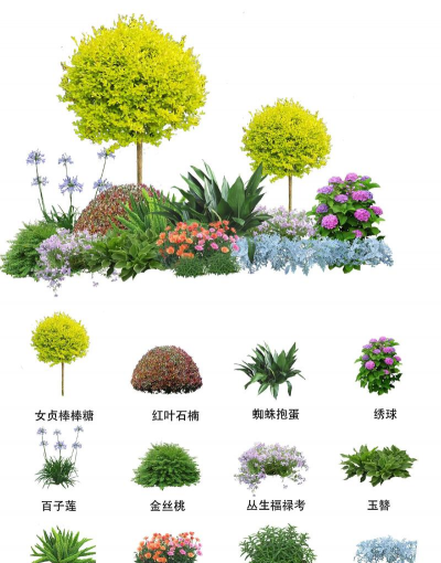 养花的属性,了解植物习性,打造理想花园 养花的属性,了解植物习性,打造理想花园