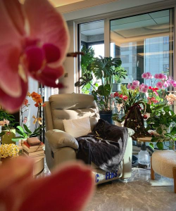 芳香花卉,提升居家氛围,美化生活空间 芳香花卉,提升居家氛围,美化生活空间