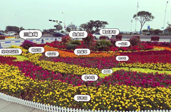 国庆节花卉,装饰家居,增添节日氛围 国庆节花卉,装饰家居,增添节日氛围