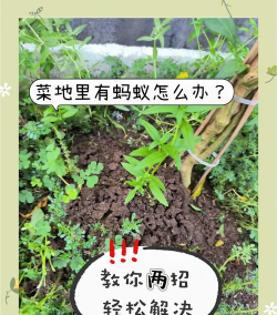 养花与白蚁,如何有效防治,保护你的花园 养花与白蚁,如何有效防治,保护你的花园