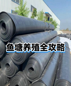 养殖鱼塘,选址很关键,管理要跟上 养殖鱼塘,选址很关键,管理要跟上