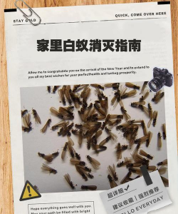 养花与白蚁,如何和平共处,保护你的花园 养花与白蚁,如何和平共处,保护你的花园