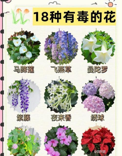 有毒花卉,家庭种植需谨慎,安全识别是关键 有毒花卉,家庭种植需谨慎,安全识别是关键