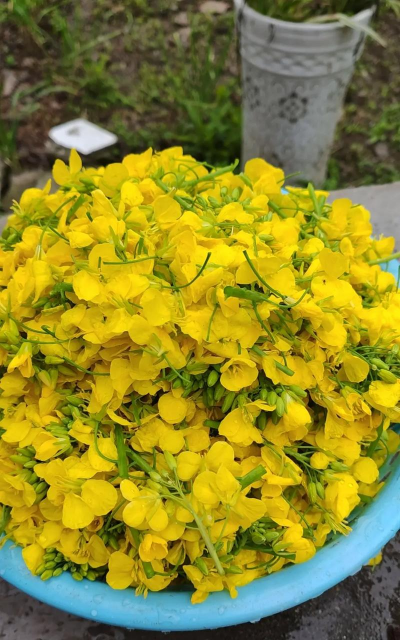 油菜饼养花,肥效高,用法简单 油菜饼养花,肥效高,用法简单