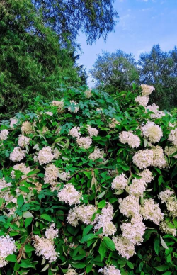 沈阳花卉基地,赏花好去处,品种丰富多样 沈阳花卉基地,赏花好去处,品种丰富多样