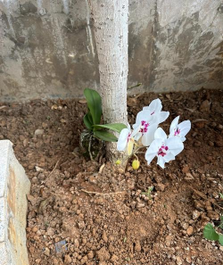 发酵水养花,提升植物活力,改善土壤环境 发酵水养花,提升植物活力,改善土壤环境