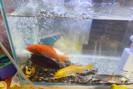 金鱼养殖,新手入门,轻松上手 金鱼养殖,新手入门,轻松上手