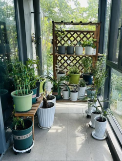 阳台养花吧,新手也能轻松上手,打造你的小花园 阳台养花吧,新手也能轻松上手,打造你的小花园