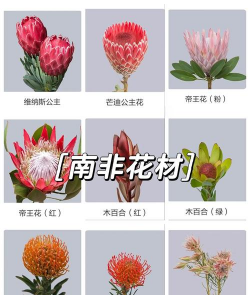 南非花卉,品种丰富多样,养护技巧分享 南非花卉,品种丰富多样,养护技巧分享