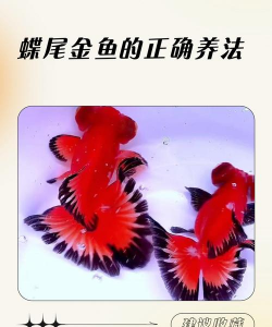 养殖金鱼,新手入门指南,轻松养好小金鱼 养殖金鱼,新手入门指南,轻松养好小金鱼