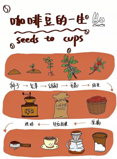 咖啡豆养花,废物利用妙招,轻松改善土壤 咖啡豆养花,废物利用妙招,轻松改善土壤