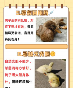 养殖鸡鸭,新手入门,常见问题解答 养殖鸡鸭,新手入门,常见问题解答